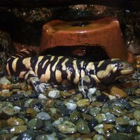 Ambystoma mavortium 2006.jpg