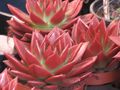 Echeveria agavoides (red).jpg