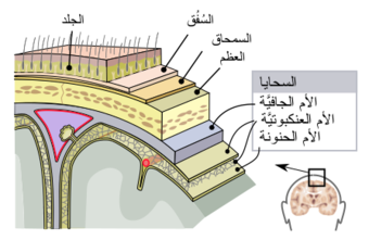 Meninges-ar.svg