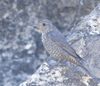 Blue Rock Thrush at Kutch.jpg