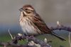 Common reed bunting (emberiza schoeniclus) f.jpg