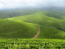 Mambilla Plateau في ولاية ترابة