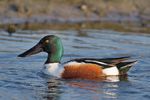 Northern Shoveler-Anas clypeata.jpg