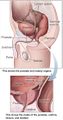 Position of the urethra in males