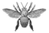 Xylocopa icon.png