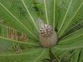 Dioon edule03.jpg