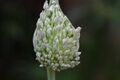 Spathe fully unfurled