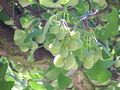 Ginkgo seeds and leaves