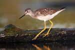 Lesser Yellowlegs.jpg