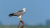 Pallid Harrier Male.jpg