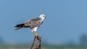 Pallid Harrier Male.jpg