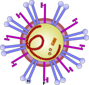 Morbillivirus.svg