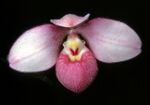 Phragmipedium schlimii Orchi 02.jpg