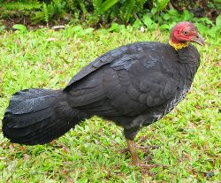 Australian Brush turkey2.jpeg