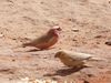 Carpodacus synoicus -Jordan -pair-8.jpg