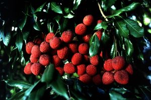 Lychee.jpg