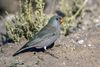 Trumpeter Finch - Morocco 07 2921 (23051137061).jpg