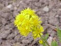 Solidago virgaurea minuta0.jpg