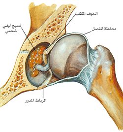 التشريح المرضي لخلع الورك.jpg