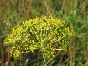 Yellow dill umbels