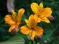 Alstroemeria aurantiaca.jpg