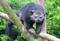 Binturong in Overloon.jpg