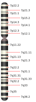 Chromosome 7.svg