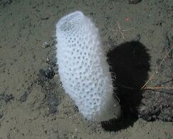 Venus' flower basket at a depth of 2572 meters