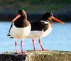 Haematopus ostralegus Norway.jpg