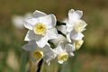 White Jonquil