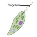 Locomotion by flagellum.jpg