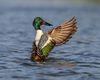 Northern shoveler Steve Sinclair outreach use only (19838806616).jpg