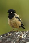 Rosy Starling - Almaty - Kazakstan S4E1244 (22382991808).jpg