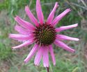 Echinacea tennesseensis Couchville.jpg