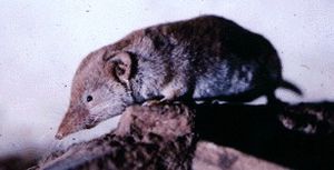 Greaterredmuskshrew.jpg