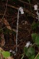 Monotropa uniflora 3282.JPG