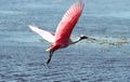 Roseate Spoonbill KSC04pd0890.jpg