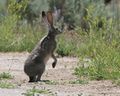 Black-tailed jackrabbit.jpg