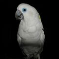 Cacatua ophthalmica -Vogelpark Walsrode-6b-3c.jpg