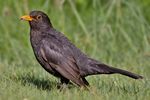 Common Blackbird.jpg