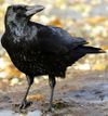 Corvus corone -near Canford Cliffs, Poole, England-8.jpg