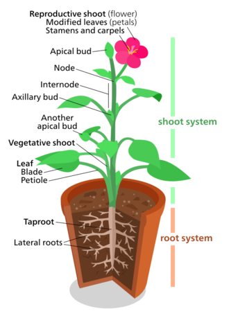 A diagram representing a "typical" eudicot.