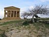 Agrigento-Tempio della Concordia03.JPG