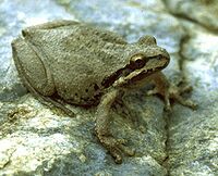 Hyla regilla.jpg