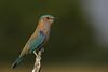 IndianRoller1.jpg