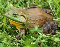 North-American-bullfrog1.jpg