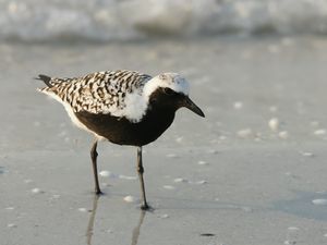 Pluvialis squatarola (summer plumage).jpg