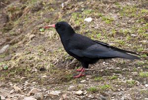 Red-billed Chough feeding on an almost bare slope