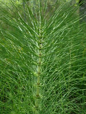 Equisetum telmateia1.jpg