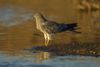 Montagu's harrier (Circus pygargus).jpg